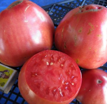 Caractéristiques et description de la variété de tomate Sevruga ou Pudovik, son rendement