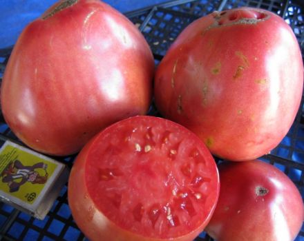 Characteristics and description of the tomato variety Sevruga or Pudovik, its yield