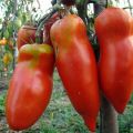 Characteristics and description of the tomato variety Scarlet Mustang