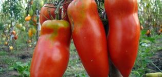 Caractéristiques et description de la variété de tomate Scarlet Mustang