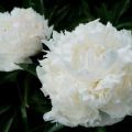 Description and characteristics of the Solange peony variety, the subtleties of growing and reproduction