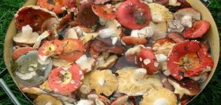 12 recettes simples pour faire de la russula marinée pour l'hiver à la maison