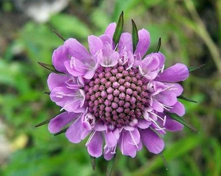 Penerangan mengenai 20 jenis terbaik scabiosa perennial, tumbuh dari biji