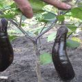 Description of the eggplant variety King of the North F1, advantages and disadvantages