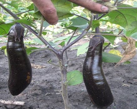 Description de la variété d'aubergine King of the North F1, avantages et inconvénients