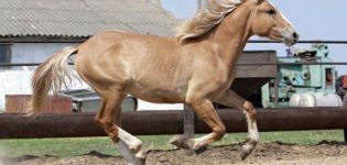 Description et caractéristiques des chevaux de costume kauro, nuances possibles et règles de soins