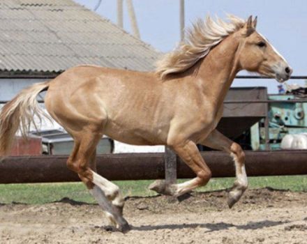 Description et caractéristiques des chevaux de costume kauro, nuances possibles et règles de soins