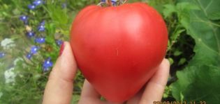 Characteristics and description of the Chinese Pink tomato variety, its yield