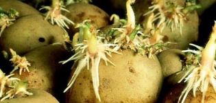 How to make potatoes sprout faster before planting