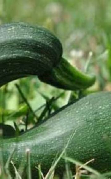 Pourquoi les courgettes poussent de forme irrégulière, ce qui leur manque