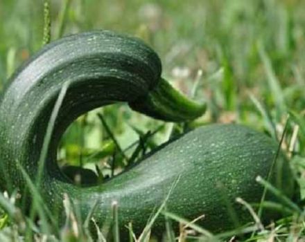 Pourquoi les courgettes poussent de forme irrégulière, ce qui leur manque