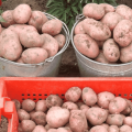 Description of the Rocco potato variety, recommendations for growing and care