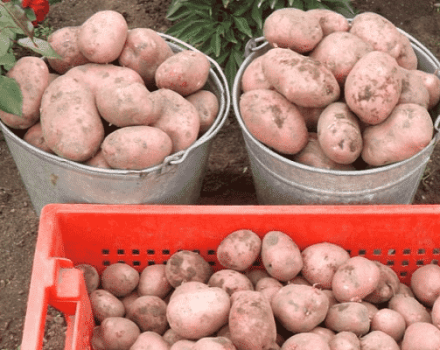 Descripción de la variedad de papa Rocco, recomendaciones de cultivo y cuidado.