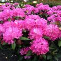 Description of the Roseum Elegance rhododendron variety, planting and care features