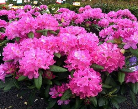 Description of the Roseum Elegance rhododendron variety, planting and care features