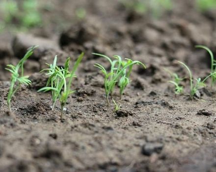 Bagaimana dan kapan menanam dill sebelum musim sejuk, sehingga besar