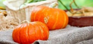 Tipos y descripción de variedades de calabaza butternut, cultivo y cuidado en campo abierto.