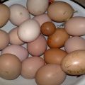 Por qué las gallinas a veces ponen huevos pequeños y cuál es la mejor manera de resolver el problema