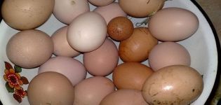 For what reasons chickens sometimes lay small eggs and how best to solve the problem