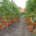 Las mejores y más productivas variedades de tomates altos, cuándo plantarlos para plántulas.