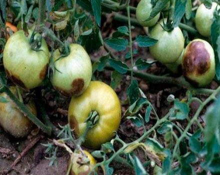 Control measures and prevention of stolbur (phytoplasmosis) of tomatoes