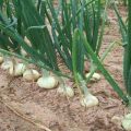 Descripción de cebollas, plantación, cultivo y cuidado en campo abierto.