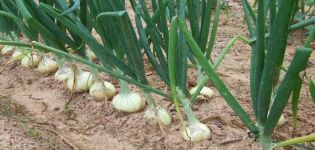 Descripción de cebollas, plantación, cultivo y cuidado en campo abierto.