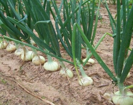 Descripción de cebollas, plantación, cultivo y cuidado en campo abierto.