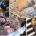 Causes et symptômes de la nécrobactériose des animaux, traitement et prévention du bétail