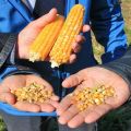 Jenis jagung makanan terbaik, bagaimana membezakan dari makanan