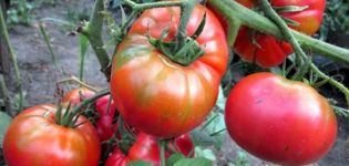 Características y descripción de la variedad de tomate Sugar Nastasya, su rendimiento.