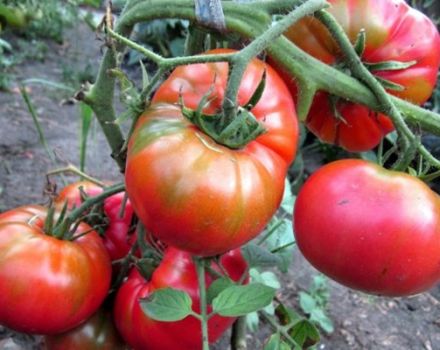 Caractéristiques et description de la variété de tomate Sugar Nastasya, son rendement