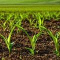 What are herbicides for processing corn, their types and applications