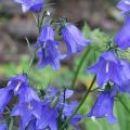 100 types and varieties of garden bells with a description, planting and care