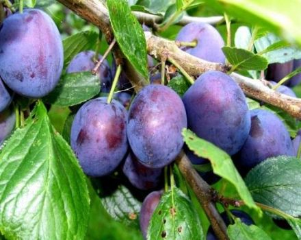 Description of the Candy Plum variety, cultivation and care, pollinators and reproduction