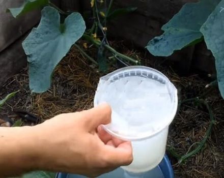 Cómo procesar y alimentar pepinos con suero y yodo.