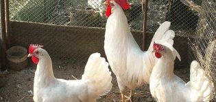 Description and characteristics of Leghorn chickens, conditions of detention