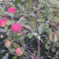 Description and characteristics, advantages and disadvantages of the Legend apple variety, the subtleties of growing