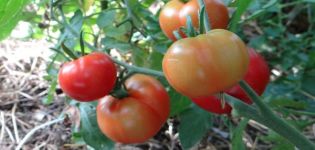 Caractéristiques de la tomate Sakhaline et description de la variété