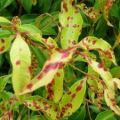 Names and symptoms of lily diseases and pest attacks, treatment and prevention