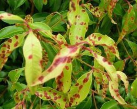 Names and symptoms of lily diseases and pest attacks, treatment and prevention