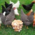 Maintenance and care of laying hens at home for beginners