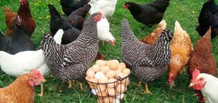 Mantenimiento y cuidado de gallinas ponedoras en casa para principiantes.