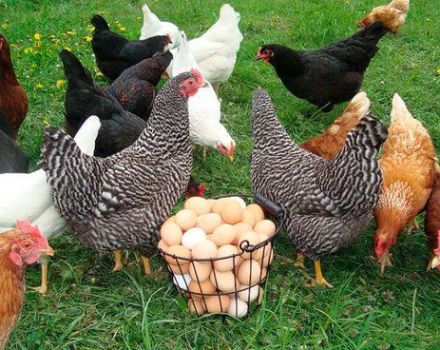 Maintenance and care of laying hens at home for beginners