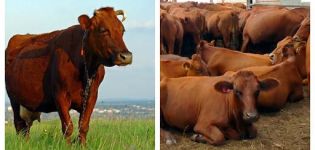 Characteristics of cattle and the country where they are bred, classification