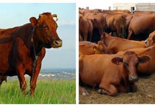 Characteristics of cattle and the country where they are bred, classification