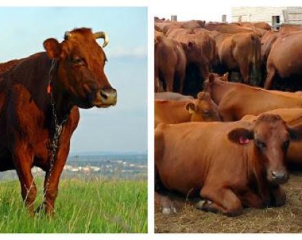 Characteristics of cattle and the country where they are bred, classification