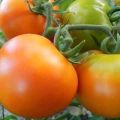 Description of the variety tomato Golden mother-in-law and its characteristics