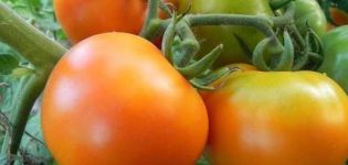 Description de la variété Tomate Golden belle-mère et ses caractéristiques