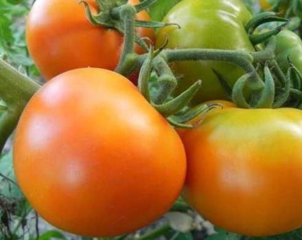 Description of the variety tomato Golden mother-in-law and its characteristics